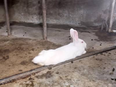 newzland rabbit argent sail