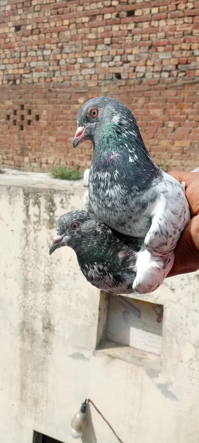 pawazi kabutar. goldan pair