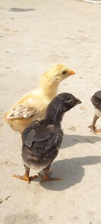 High Quality Chicks with hen available