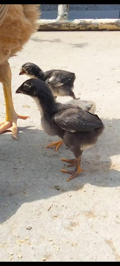 High Quality Chicks with hen available