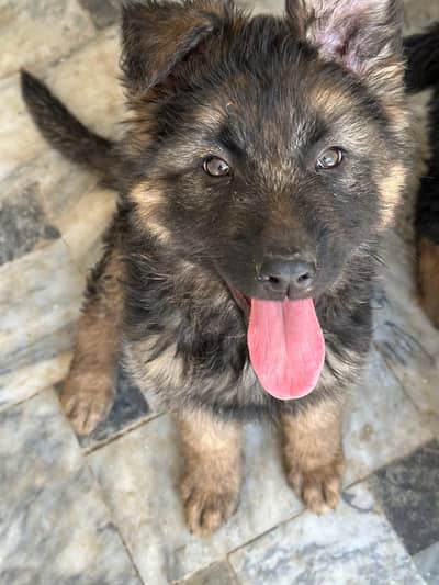 Female long coat puppy for sale