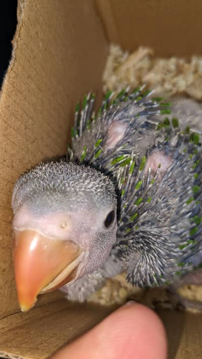 healthy raw parrot male