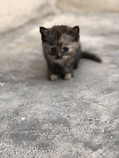 Kitten