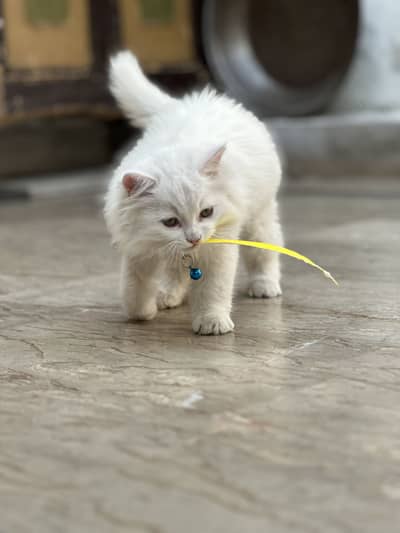 Persian cat full Friendly only single piece