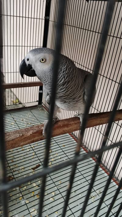 African grey MALE for sale