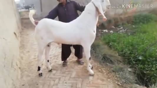 bakra for sale,, 03102718718
