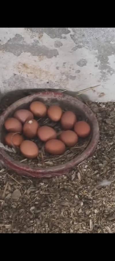 breader femails  4 lohman brown  2+1  modren game 1 frill male