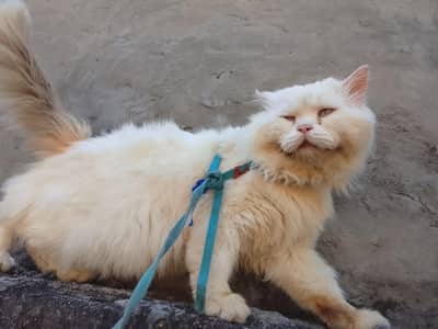 Persian male cat