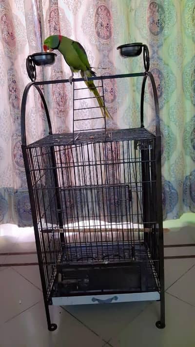 pariots cage new