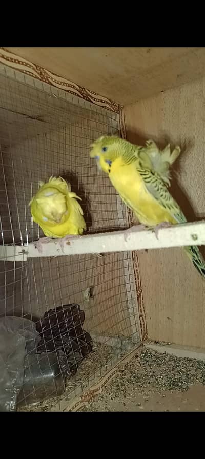 tcb male and Latino female hogoromo double flower pair