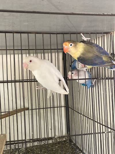 Love birds breeder pair and chicks
