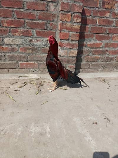 headly and active bird available contact my 03271683833