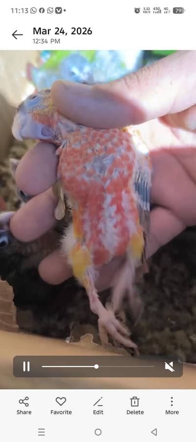 high red factor pineapple conore yellow sided green cheek African Grey