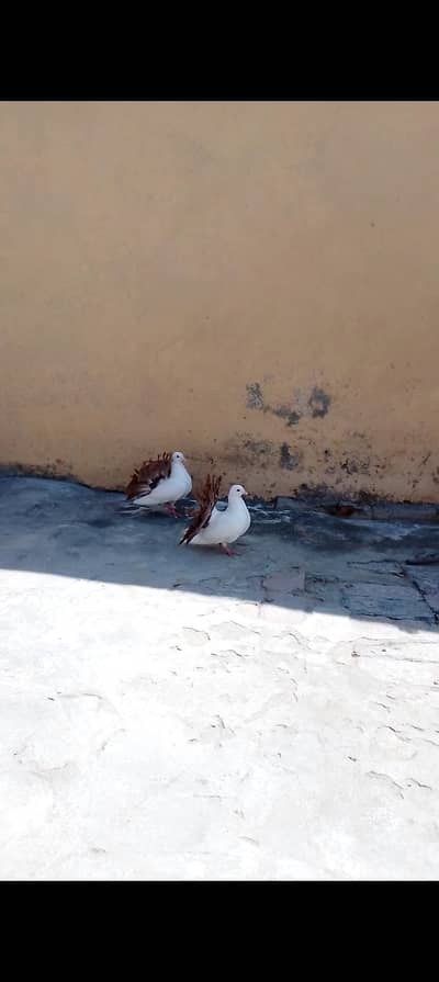 red tail pair for sale