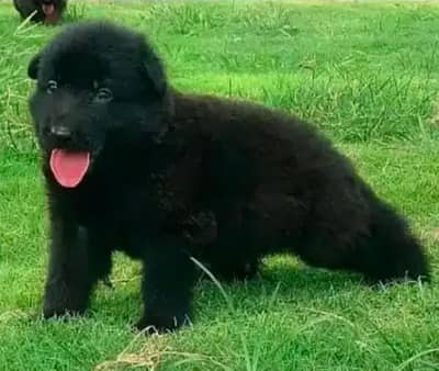 German Shepherd long Coat| black n tan Shepherd puppy | puppie / dog