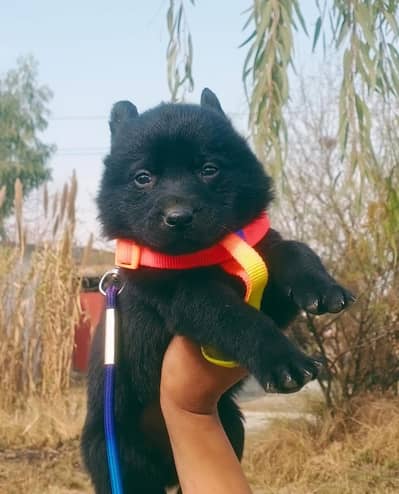 German shepherd | Puppy | GSD | Dog for sale | Long coat