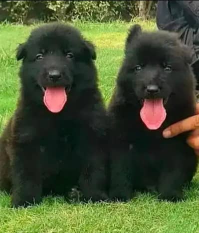 Pure Black German Shepherd Puppy / black German Shepherd lond coat dog