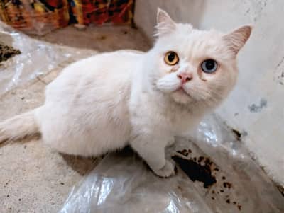 Persian cat female