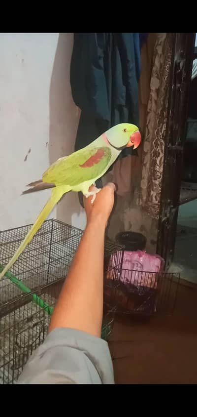 Zero bite talking male