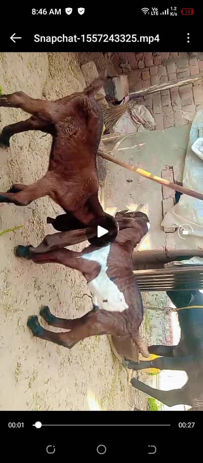 females pair for sale