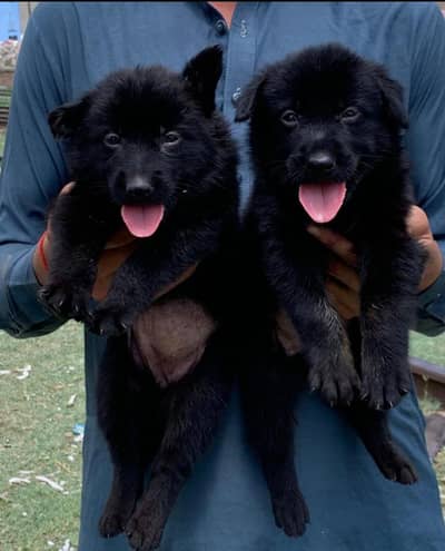 German Shepherd | black n tan Shepherd puppy | gsd dog | puppie