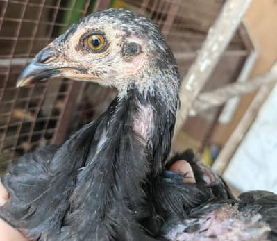 pure panus pakoy and drummer chickschicks and egg available