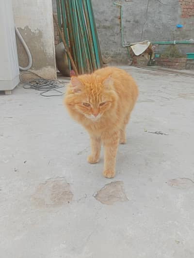 Parisian cat 03447944875