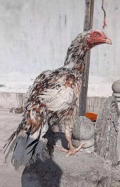 flower tail aseel maadi