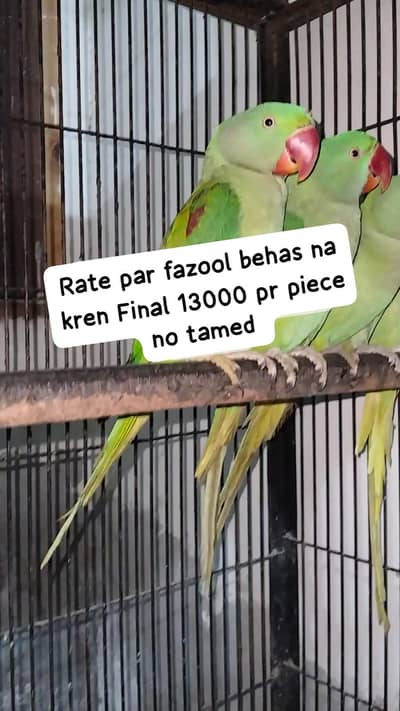 Raw age 15/16 months  03217242445