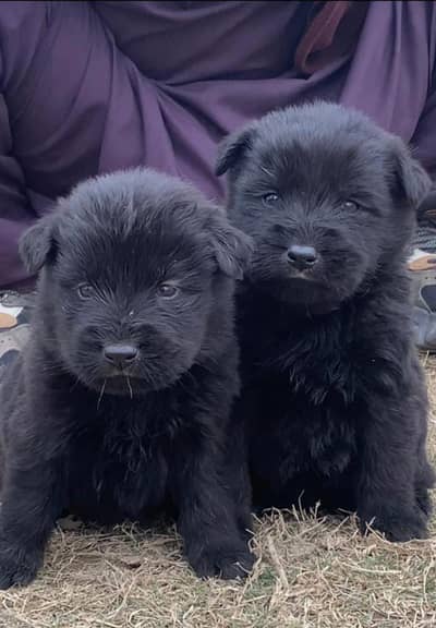 German Shepherd | black n tan Shepherd puppy | long coat puppy