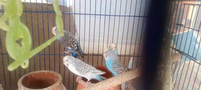 Breeder Budgie Pairs