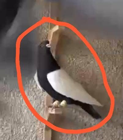 اگر کسی بھائی کے پاس اس طرح کے کبوتر ہیں تو وہ رابطہ کرے ۔کریہ 0