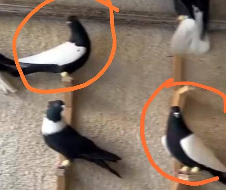 اگر کسی بھائی کے پاس اس طرح کے کبوتر ہیں تو وہ رابطہ کرے ۔کریہ 1