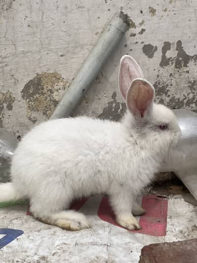 Pure Newzeland 4.5 kg blood line babies for sale WhatsApp 03368792398