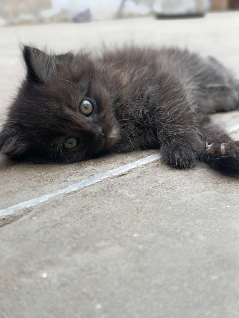 male  female beautiful kittens 0