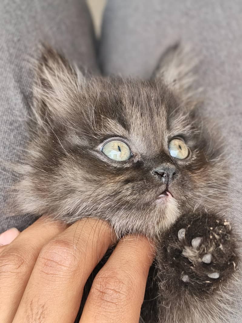 male  female beautiful kittens 1