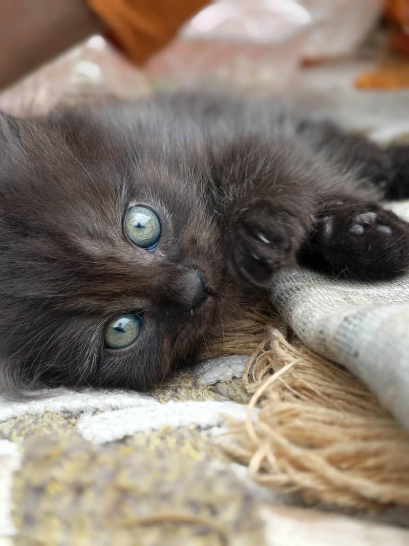 male  female beautiful kittens 2