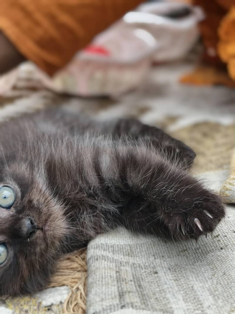 male  female beautiful kittens 3