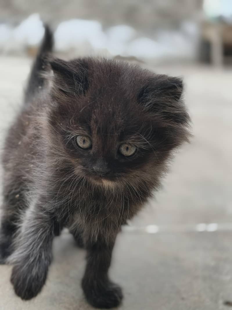 male  female beautiful kittens 4