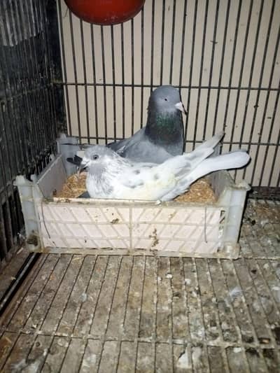 High Flyer or Patti waly