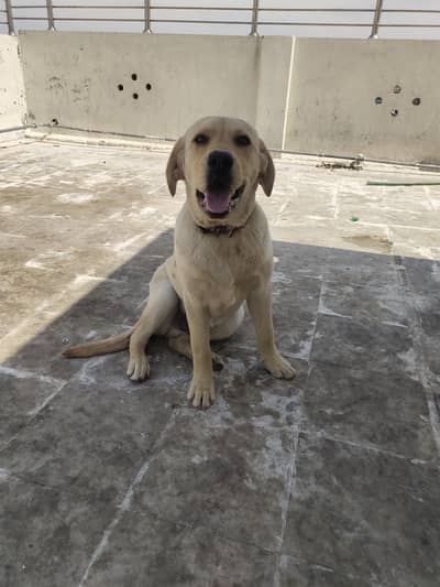 Labarador pure Americian male dog