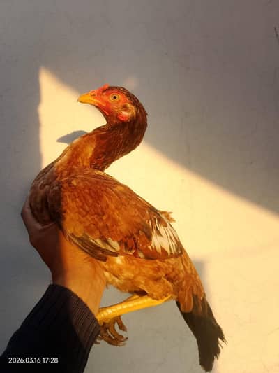 aseel pthi 03106295848