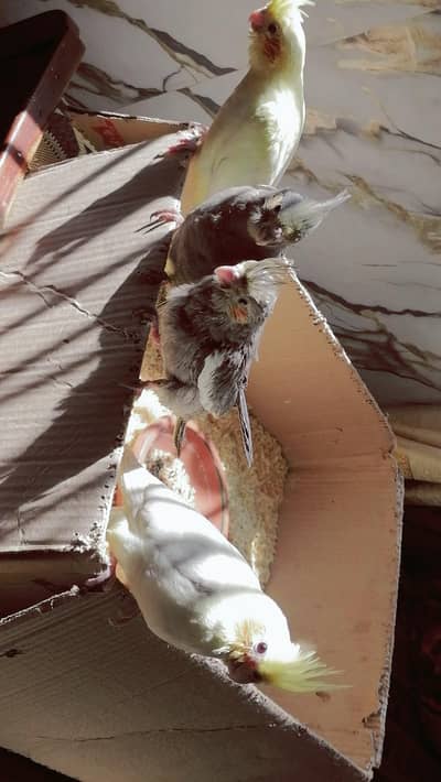 ​Cute Hand-Fed Cockatiel Babies