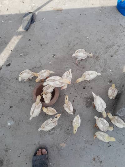 white king germane/ shamo chicks/ japanese shamo chick