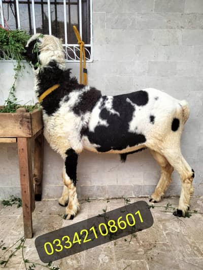 Dumba sheep abluck larkana khara mundra gulabi