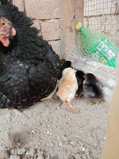 lohman black A quality  with chick's only call this number