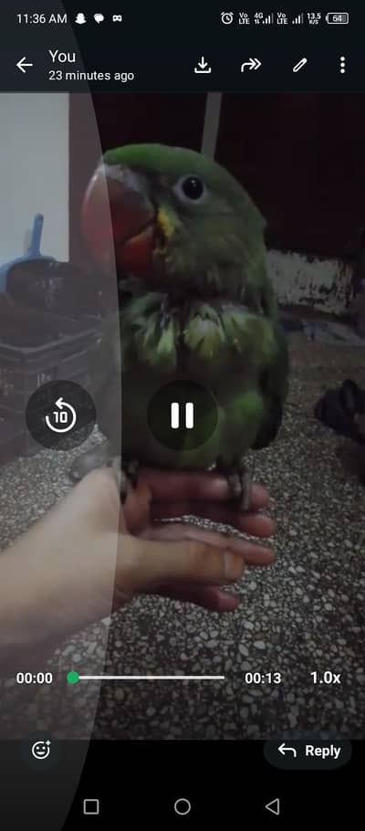 kashmiri raw baby available Hy sale kr rha hu