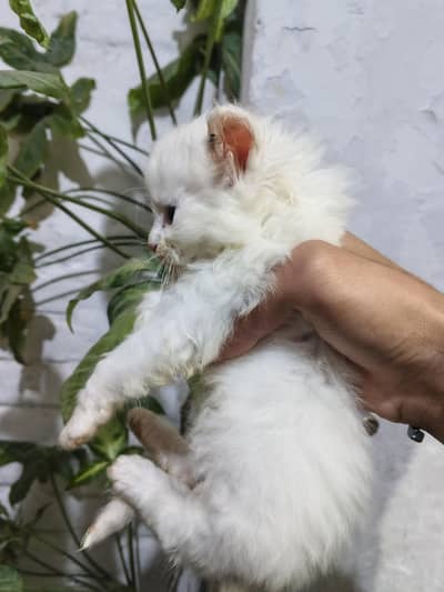 persian cats babies for sale