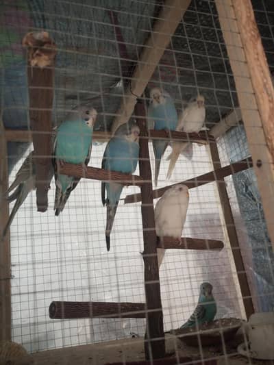 parrots , pairs, babies