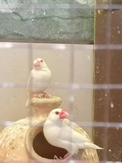 white java finches